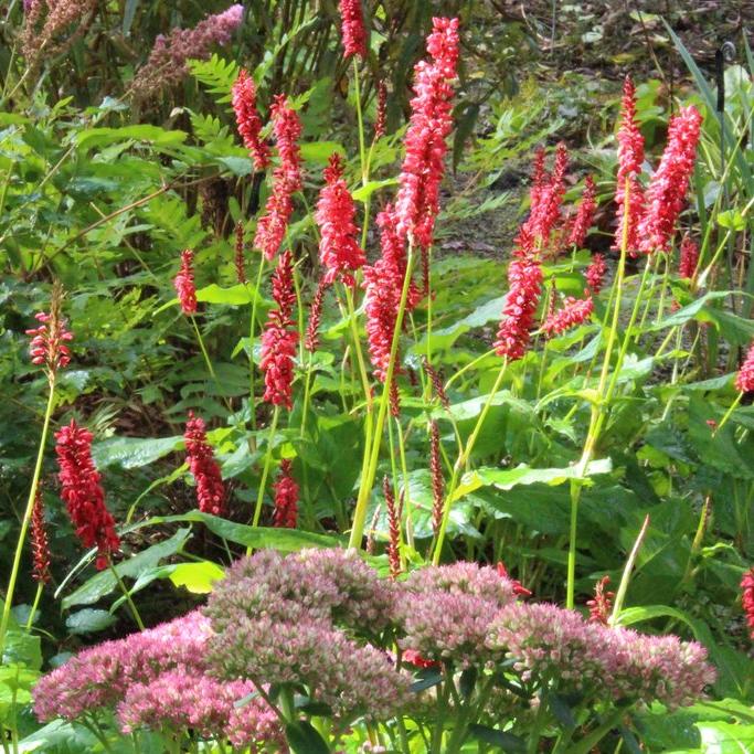 Превью изображения