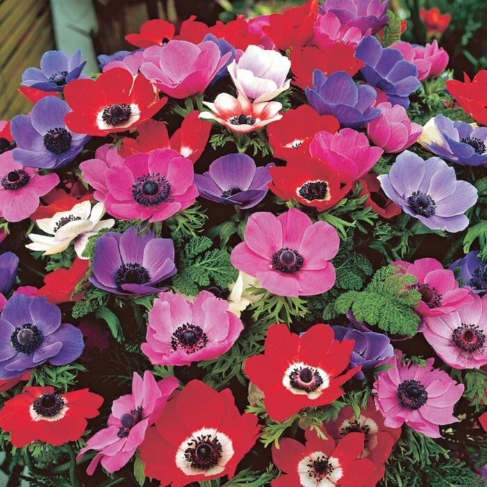 Превью изображения