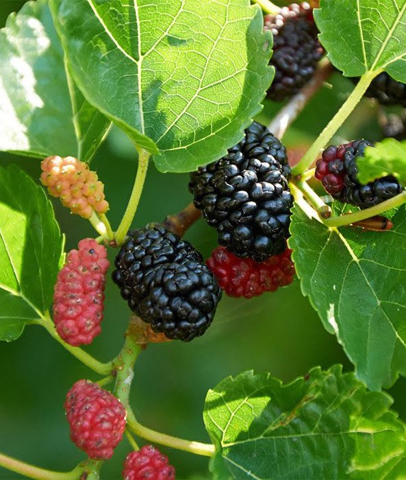 Превью изображения