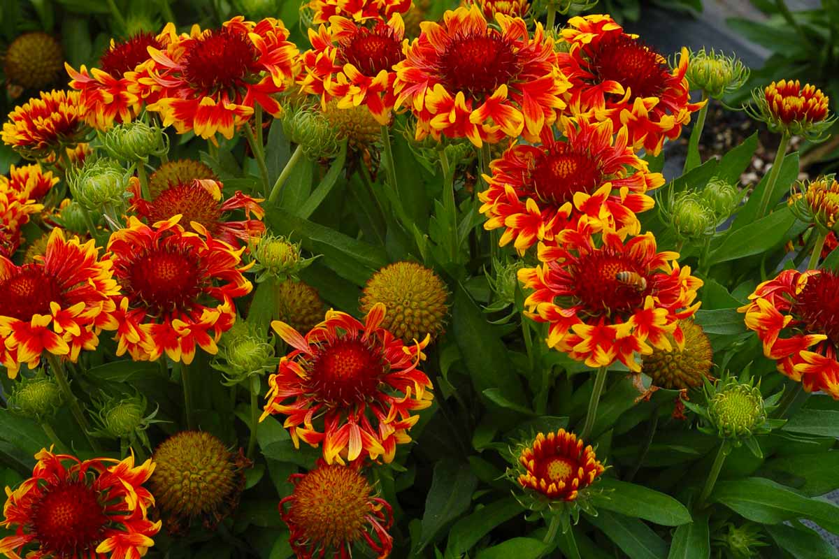 Превью изображения