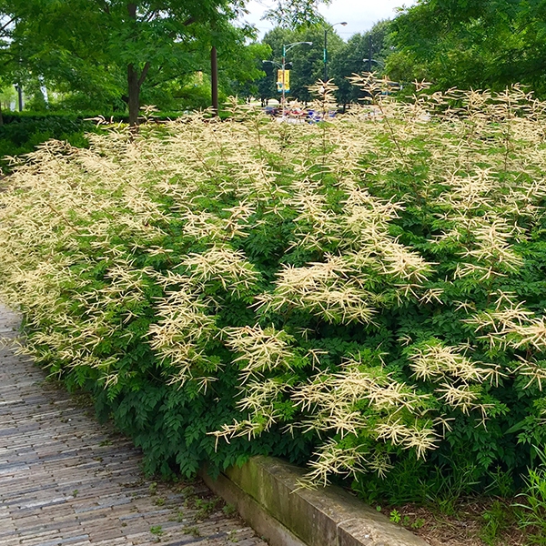 Превью изображения