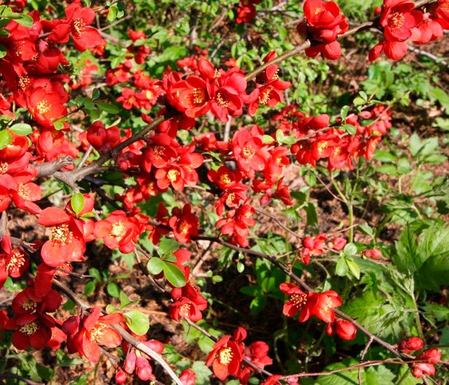 Превью изображения