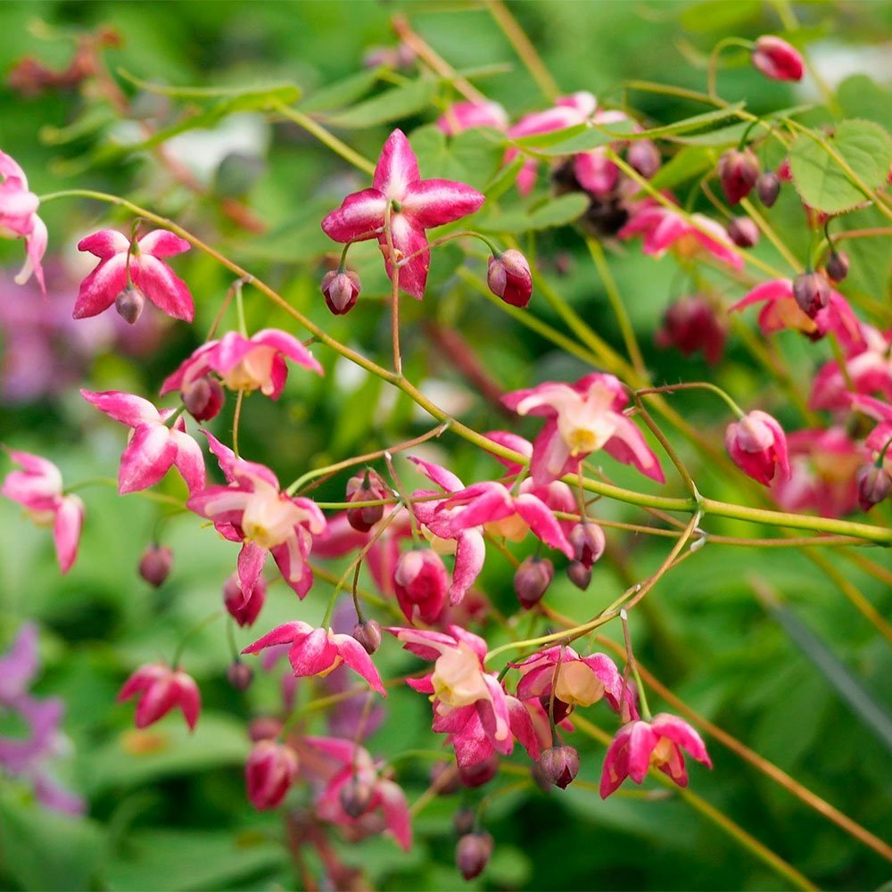 Превью изображения