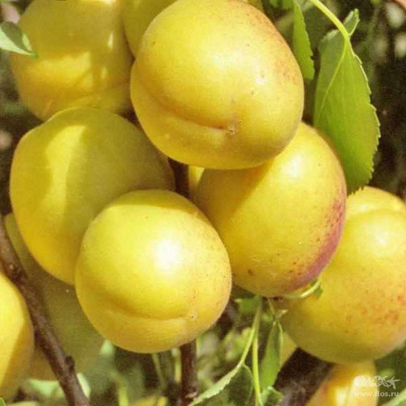 Превью изображения