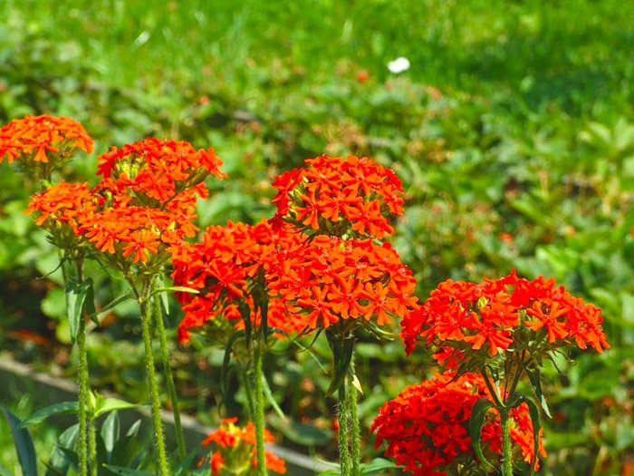 Превью изображения