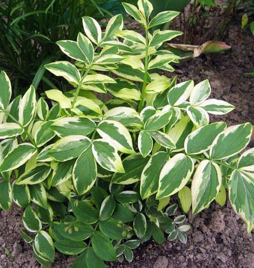 Превью изображения