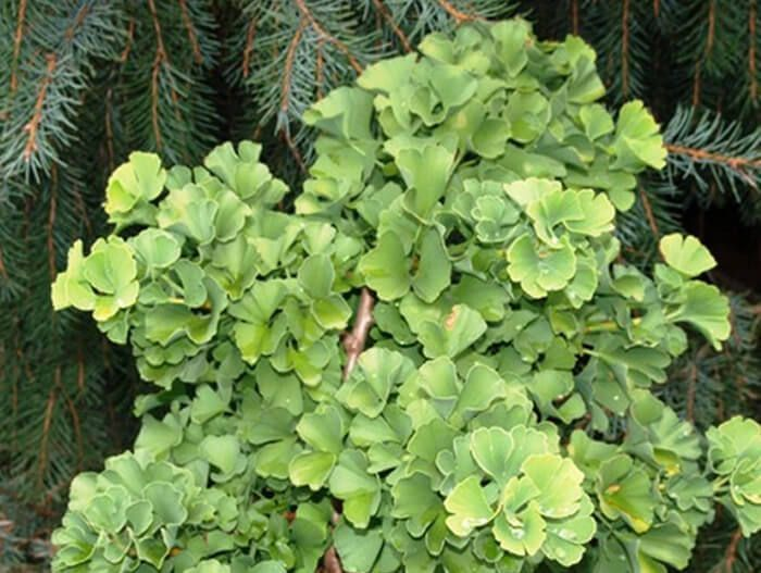 Превью изображения