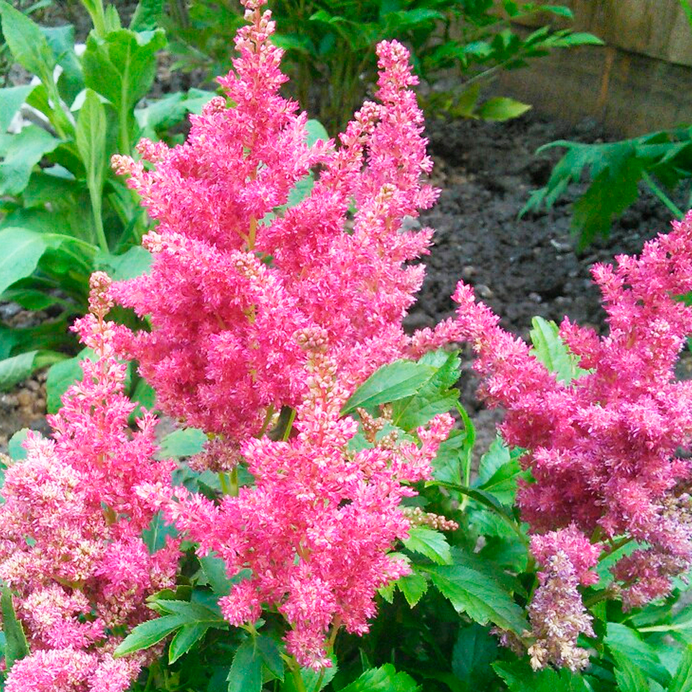 Превью изображения