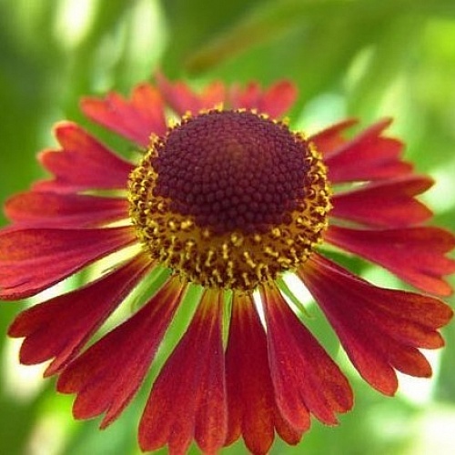 Превью изображения