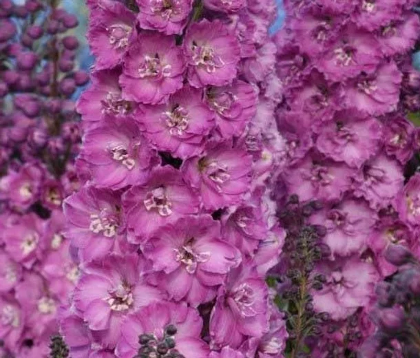 Превью изображения