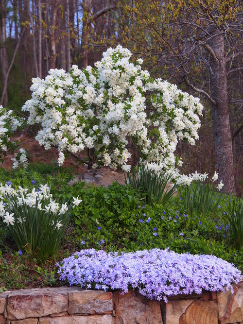 Превью изображения