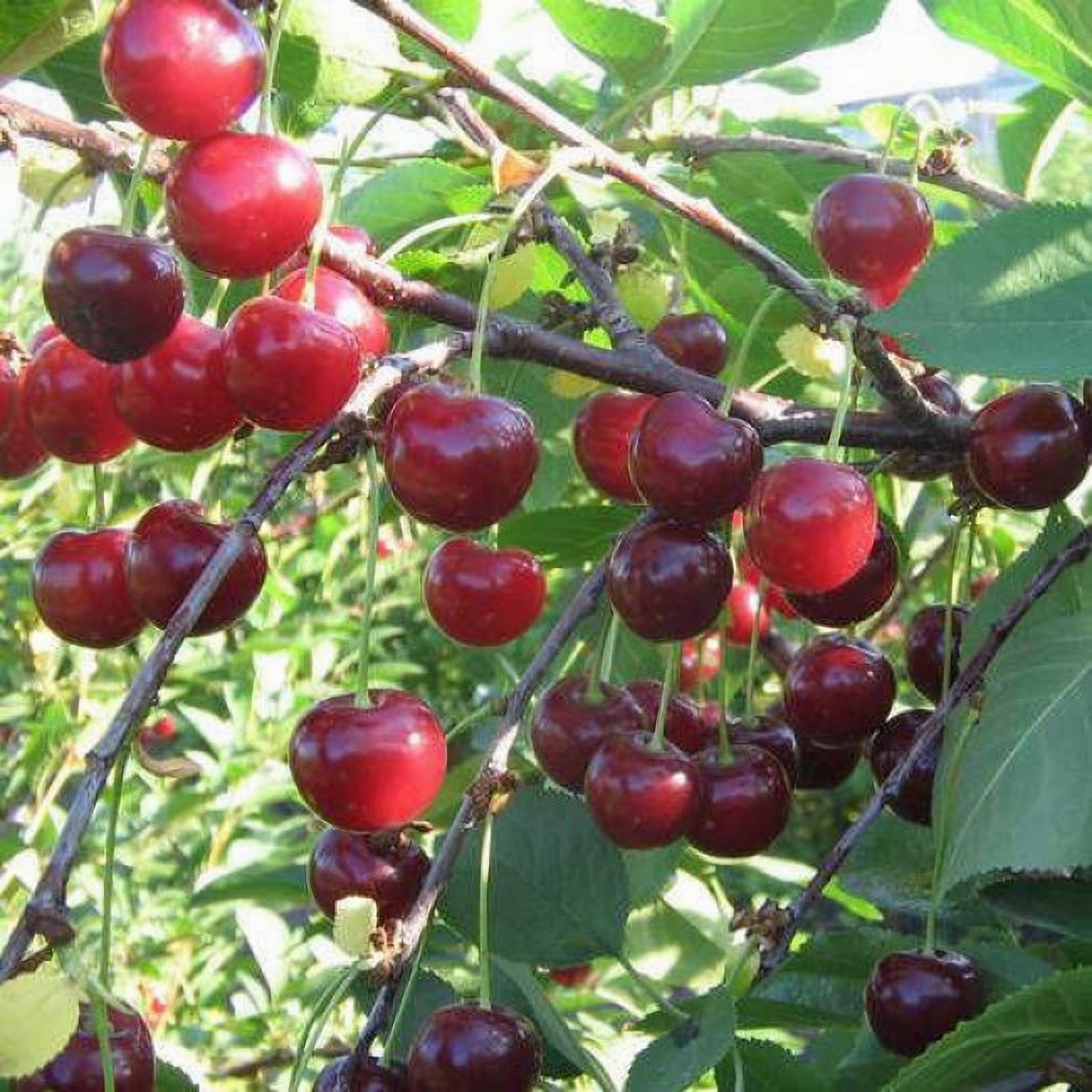 Превью изображения