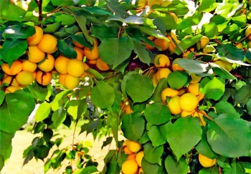 Превью изображения