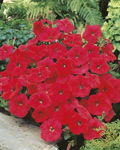 Превью изображения