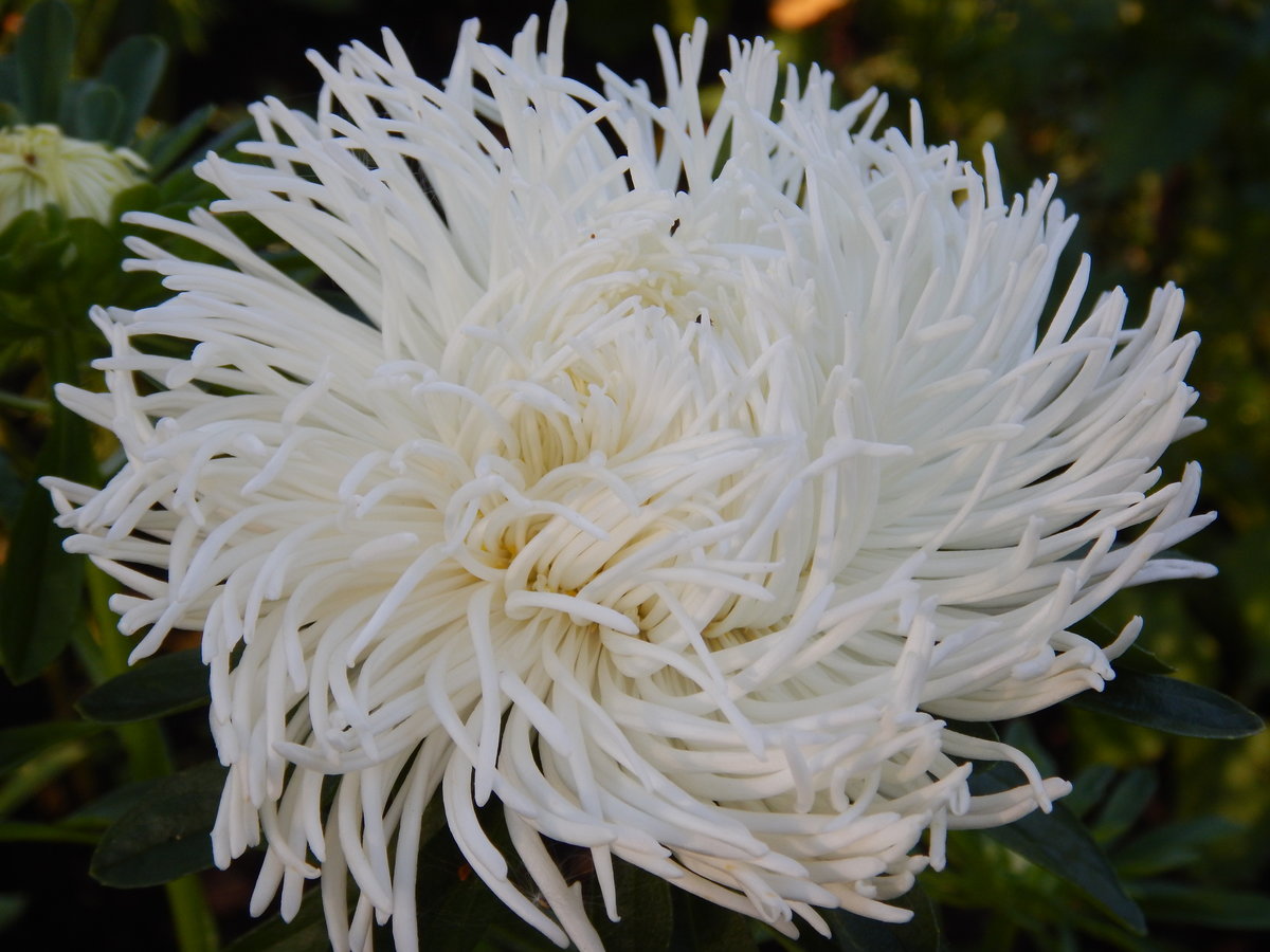 Превью изображения