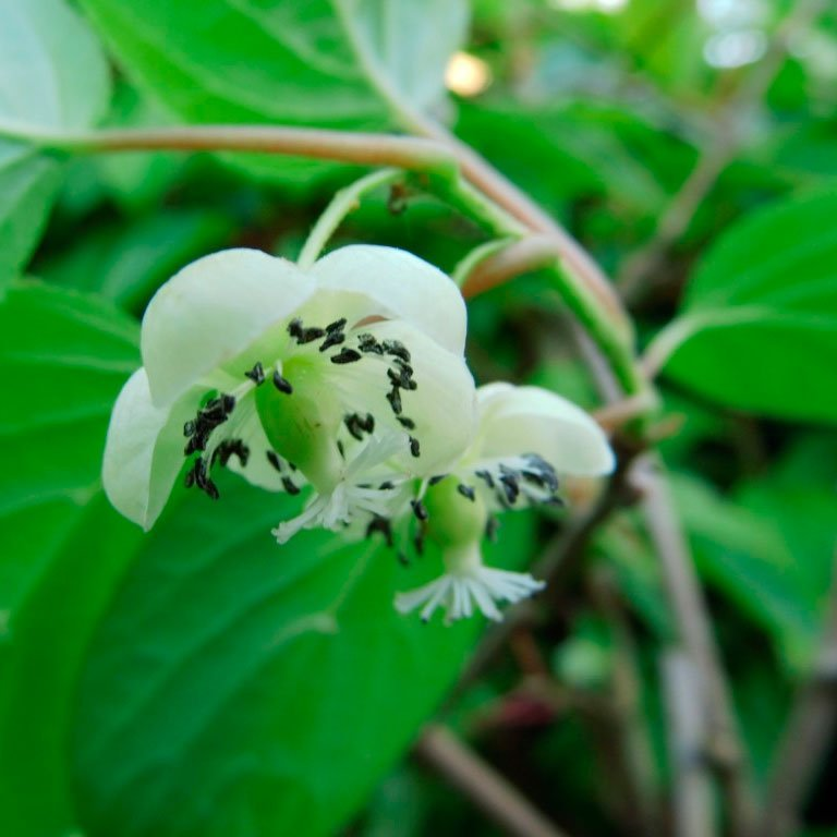 Превью изображения