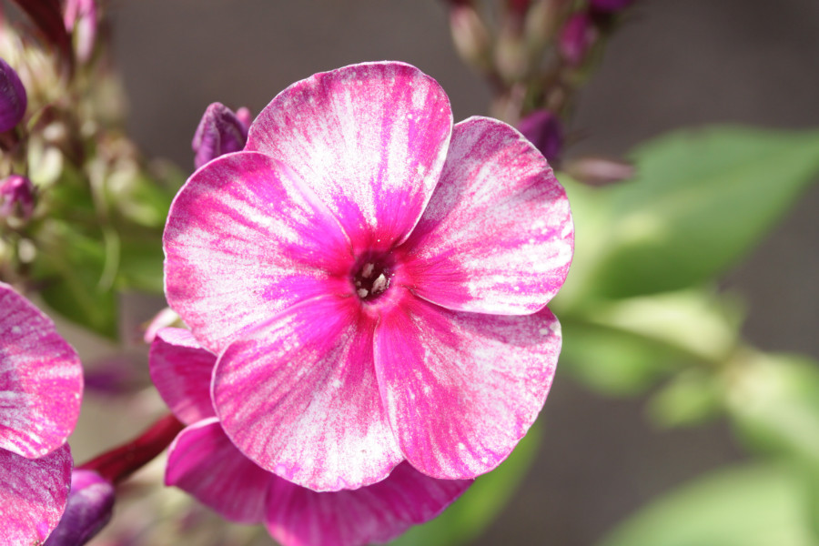 Превью изображения