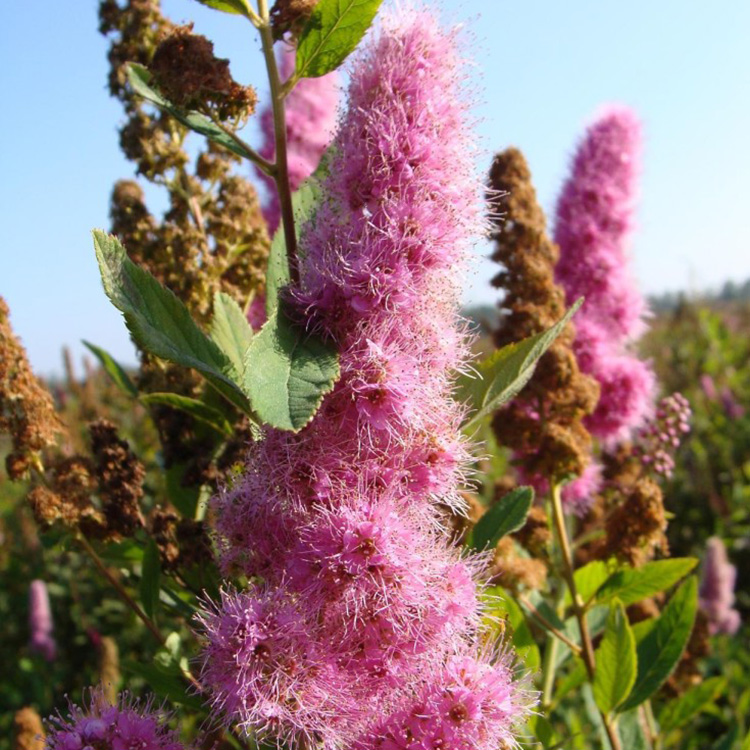 Превью изображения