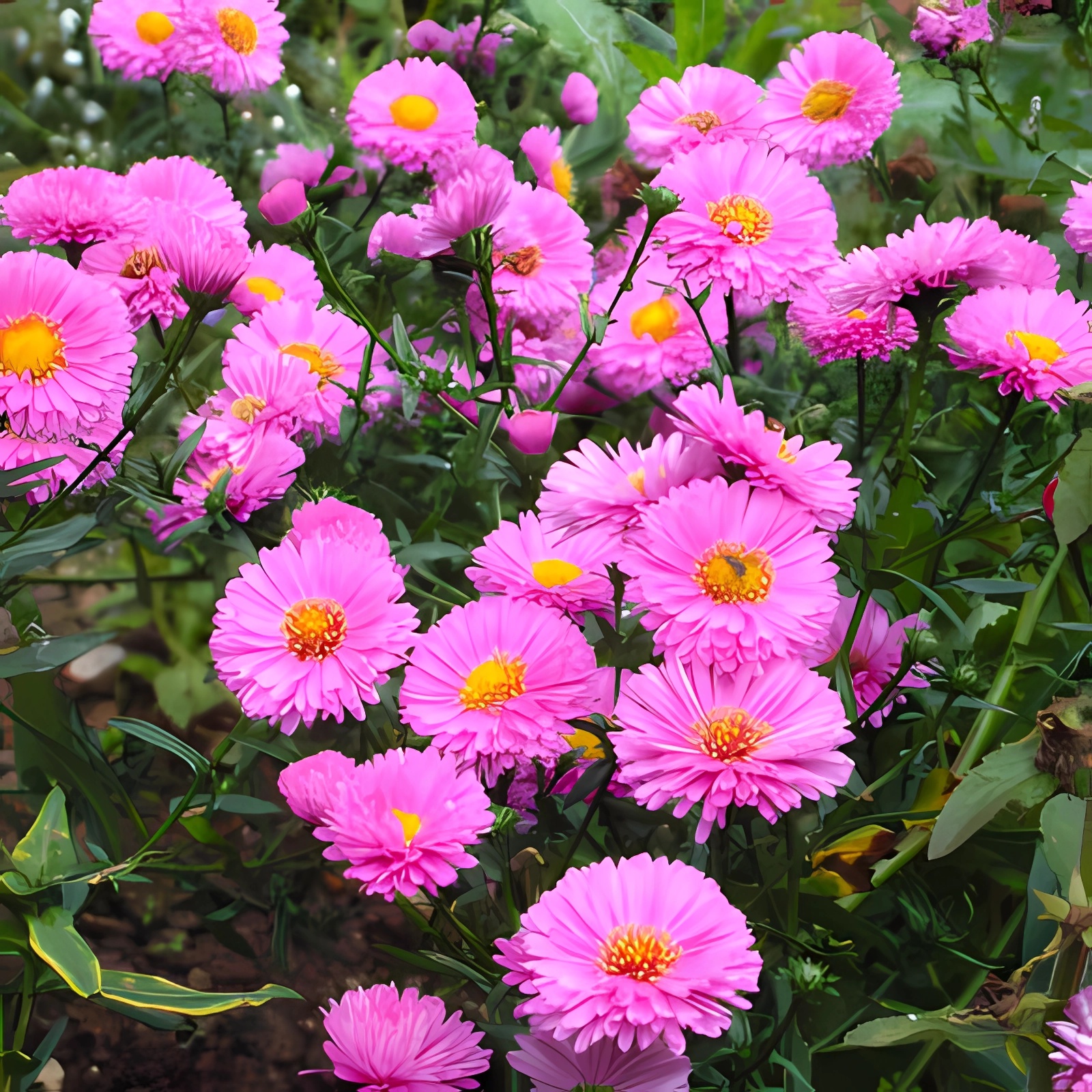 Превью изображения