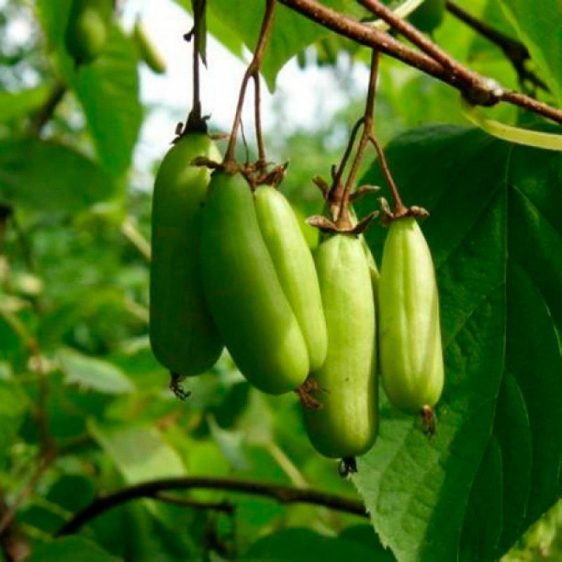 Превью изображения