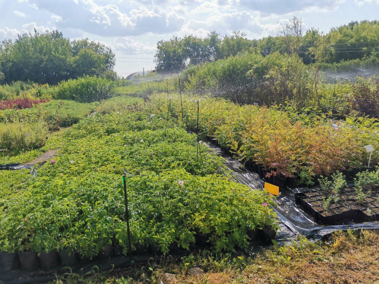 Превью изображения