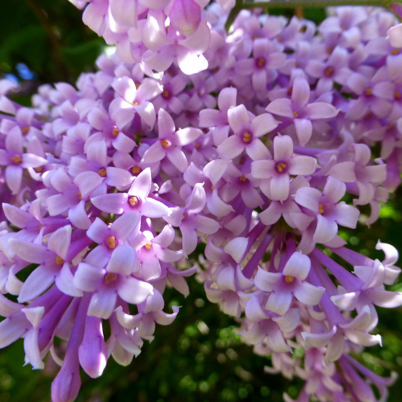 Превью изображения