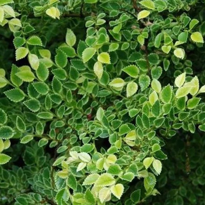 Превью изображения