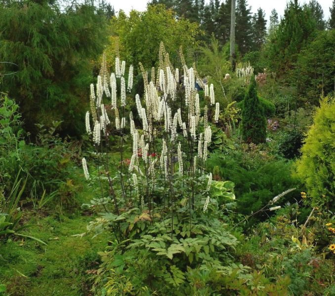 Превью изображения