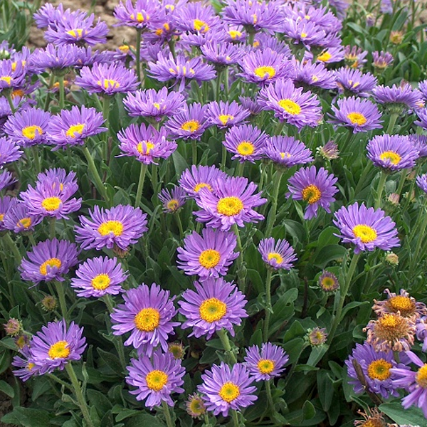 Превью изображения