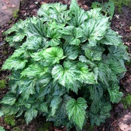 Превью изображения