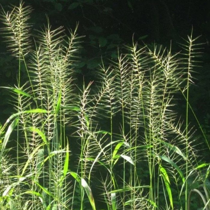 Превью изображения