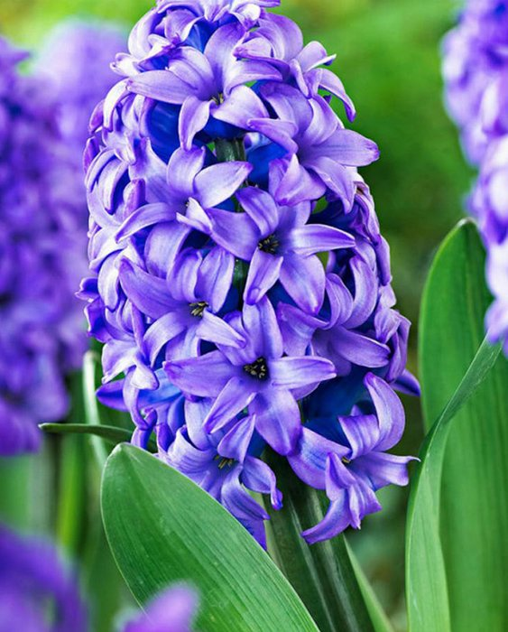 Превью изображения