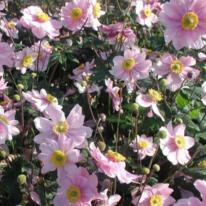 Превью изображения