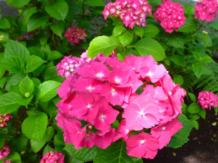 Превью изображения