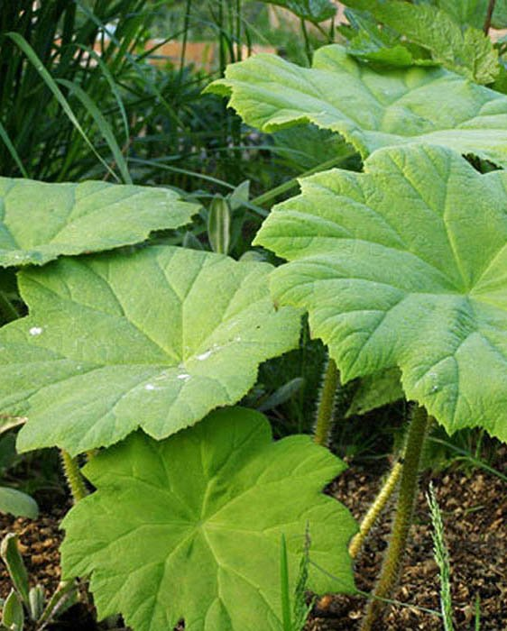 Превью изображения