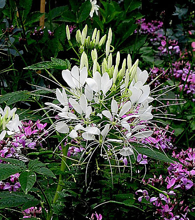 Превью изображения