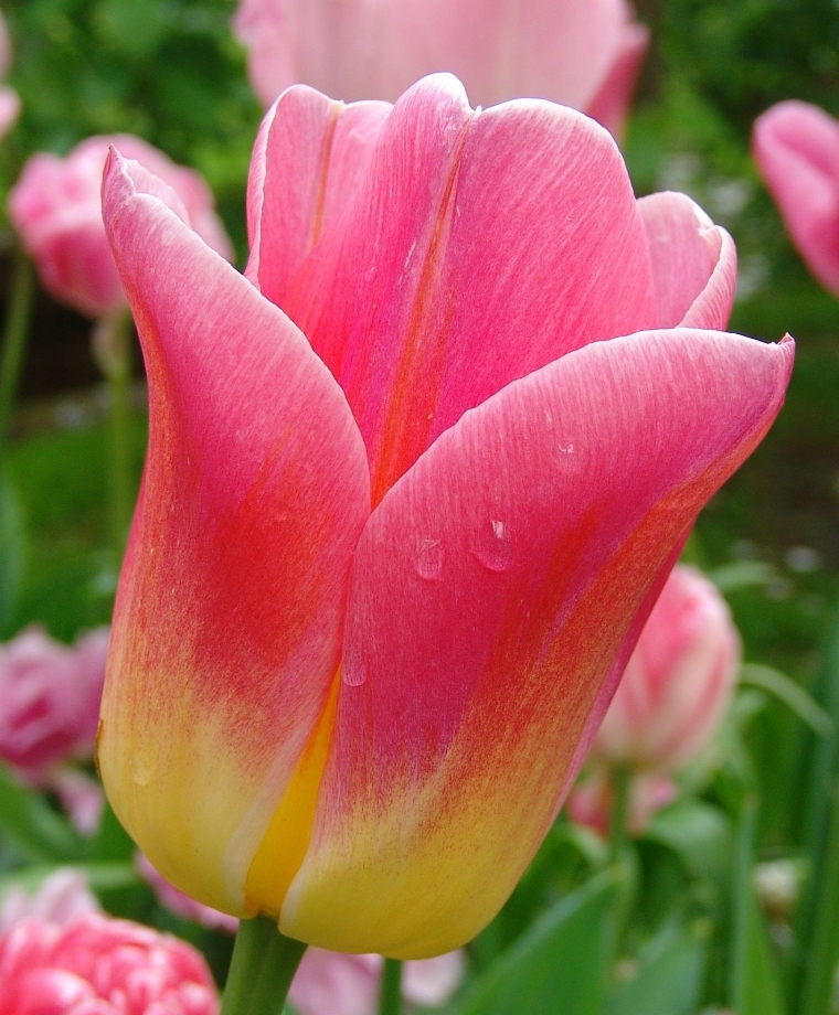 Превью изображения