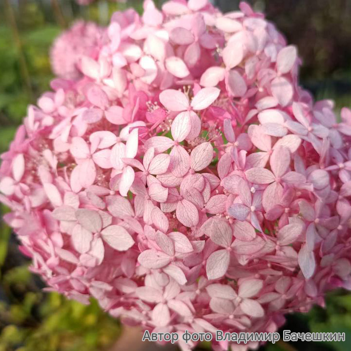 Превью изображения