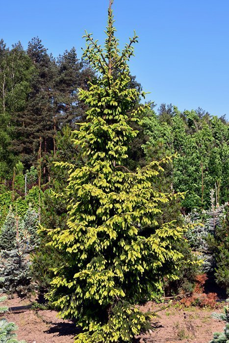 Превью изображения