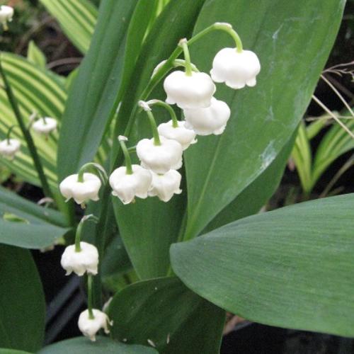 Превью изображения