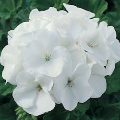 Превью изображения