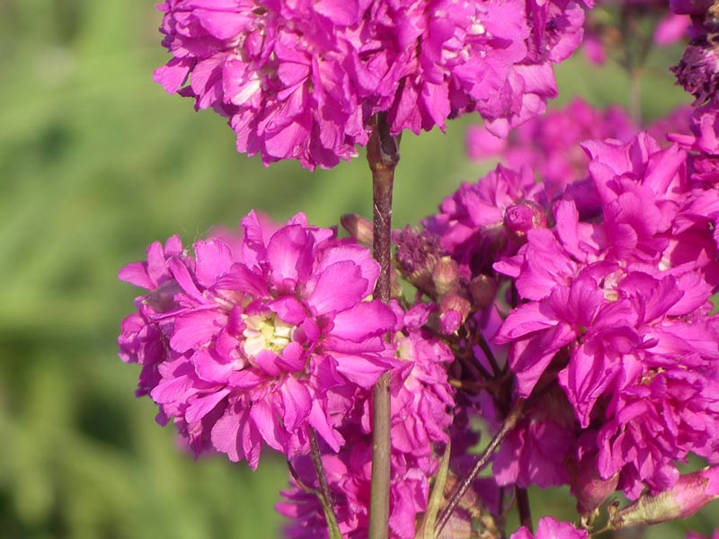 Превью изображения