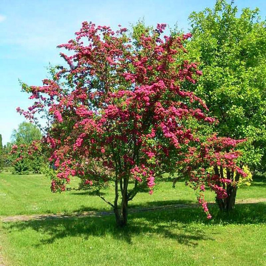 Превью изображения