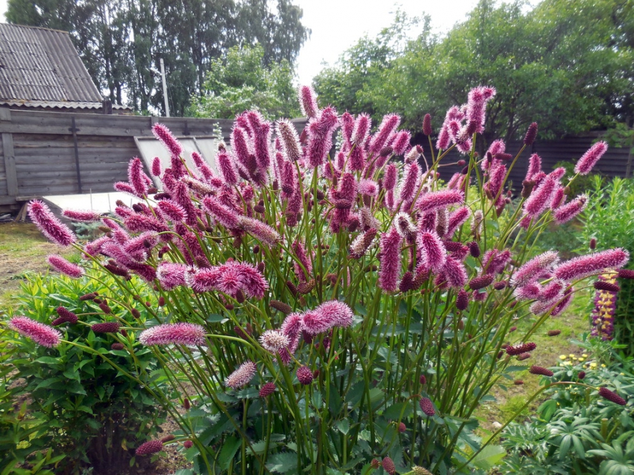 Превью изображения