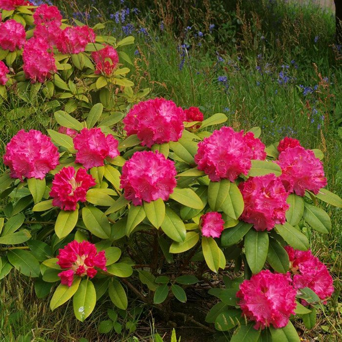 Превью изображения