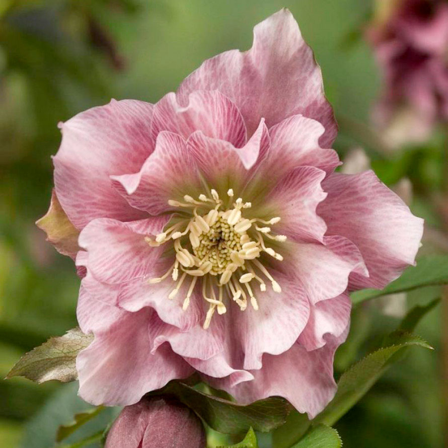 Превью изображения