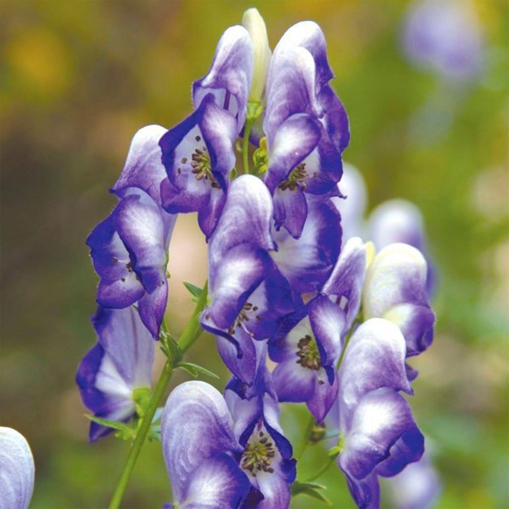 Превью изображения