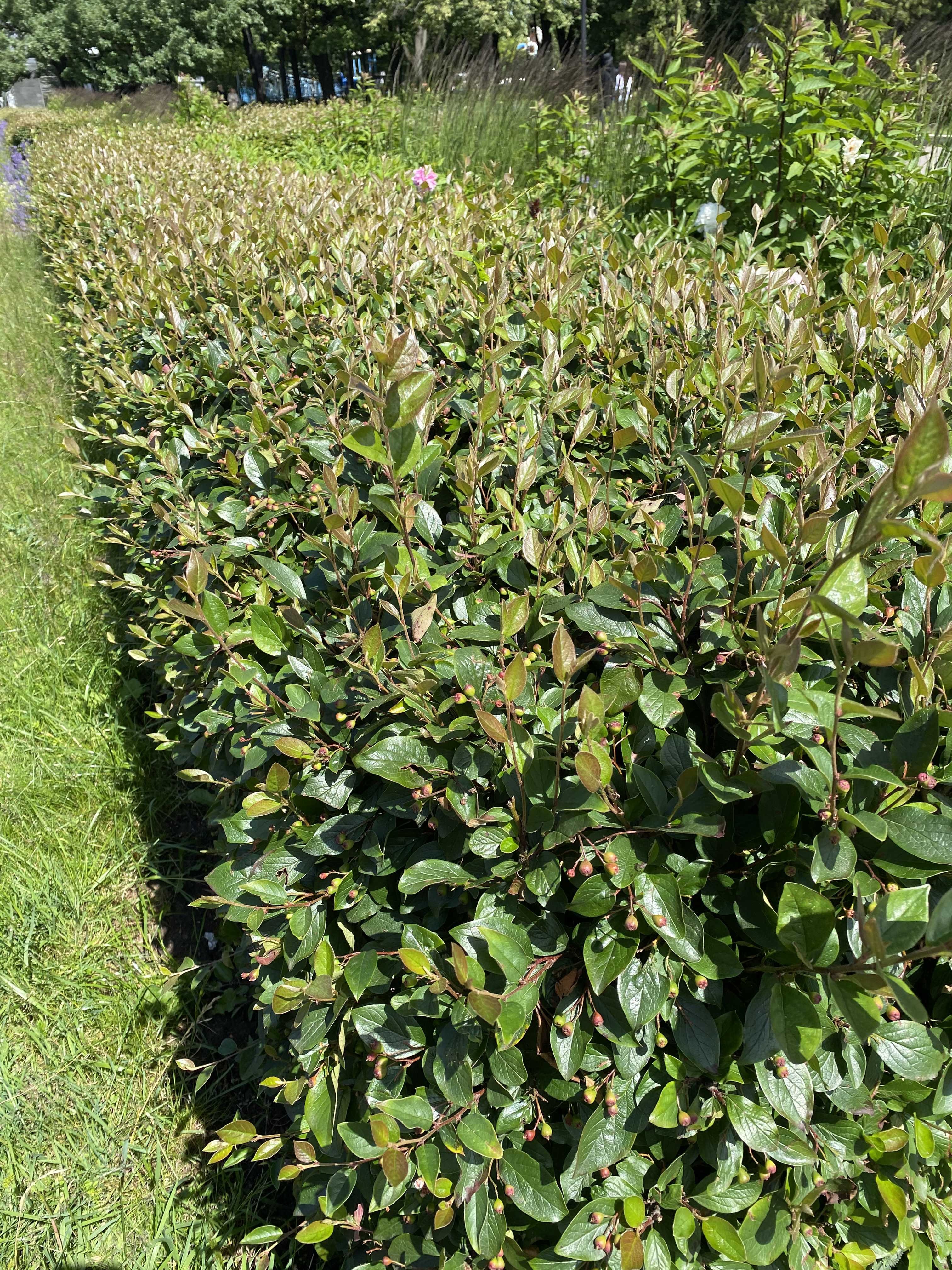 Превью изображения