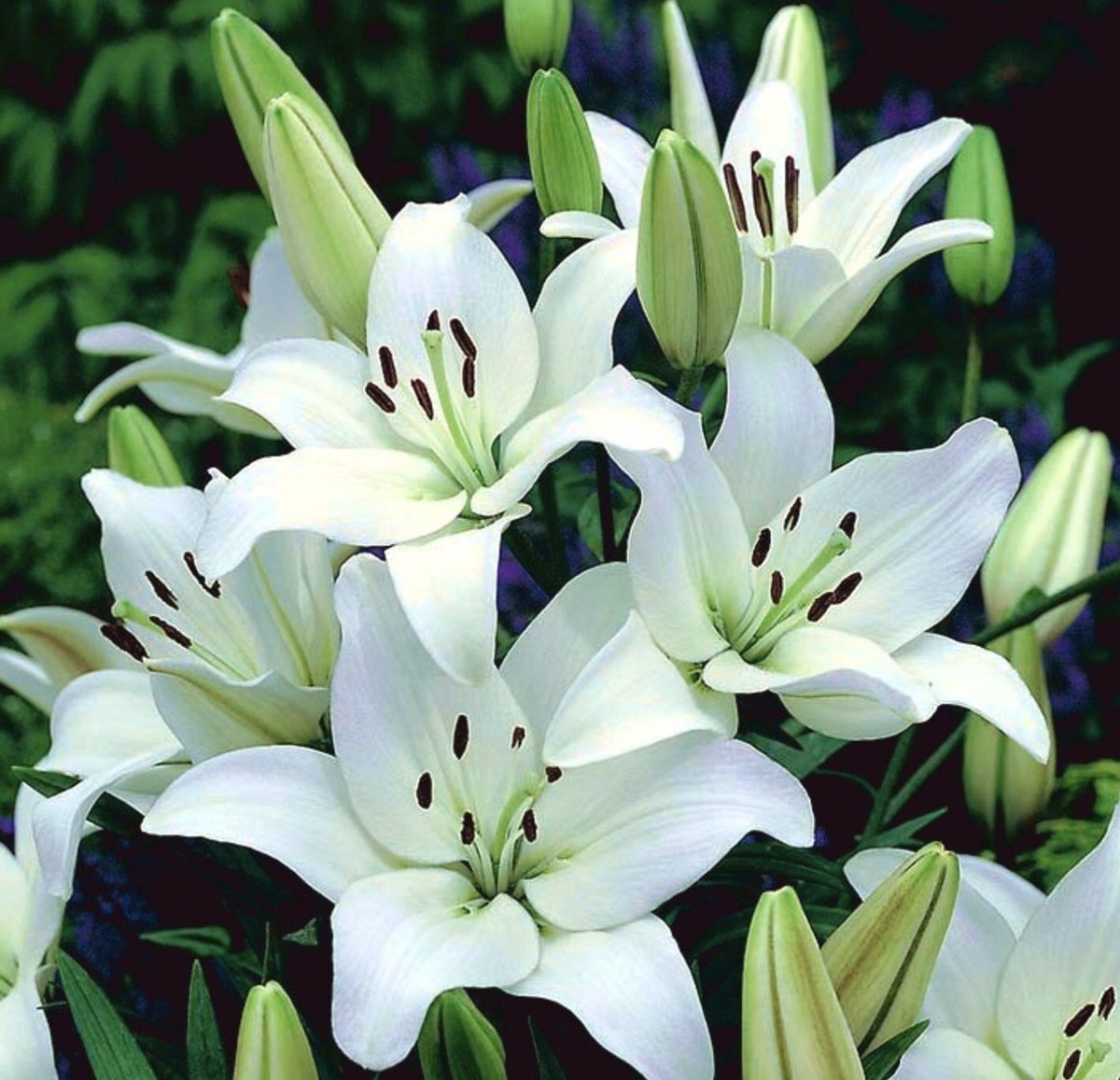 Превью изображения