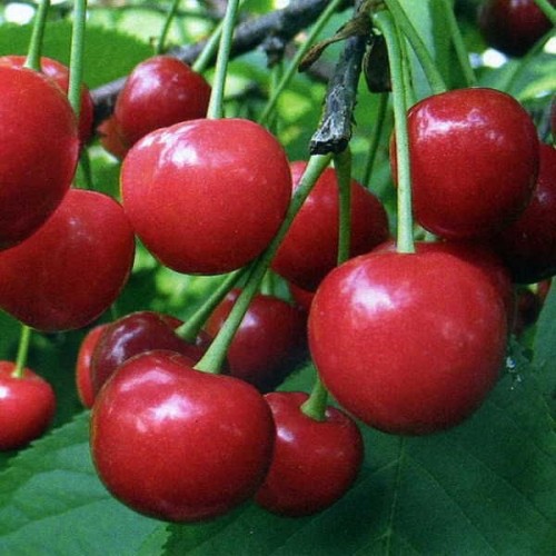 Превью изображения